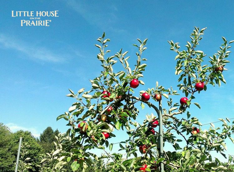 Little House Apple Pie Orchard Trip