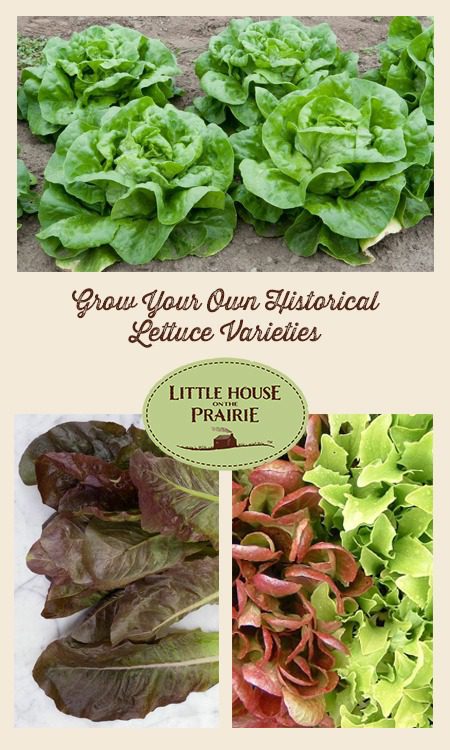 Grow Your Own Historical Lettuce