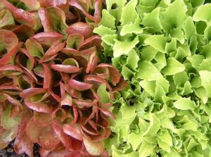 Growing Historical Lettuce Varieties Featured