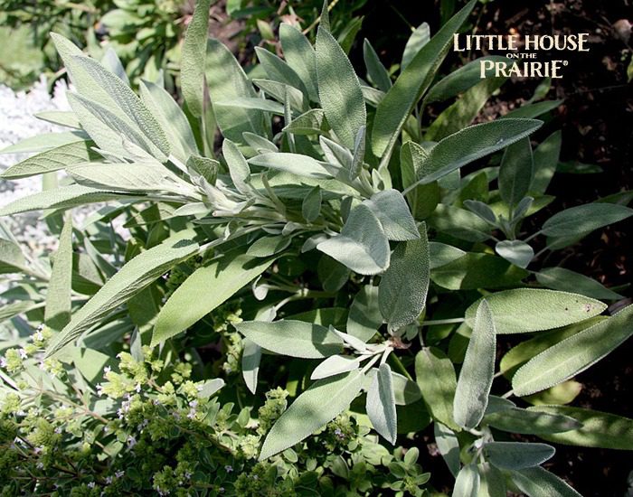 Sage was a common seasoning in stuffing - Thanksgiving and Laura Ingalls Wilder