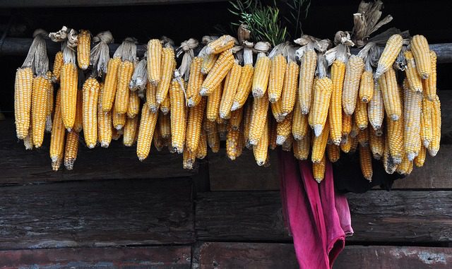 How to dry heirloom corn the old-fashioned way.