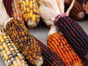 Growing Heirloom Corn Varieties Featured