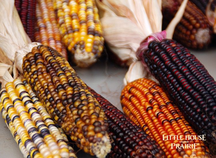 Heirloom corn is often colorful and beautiful