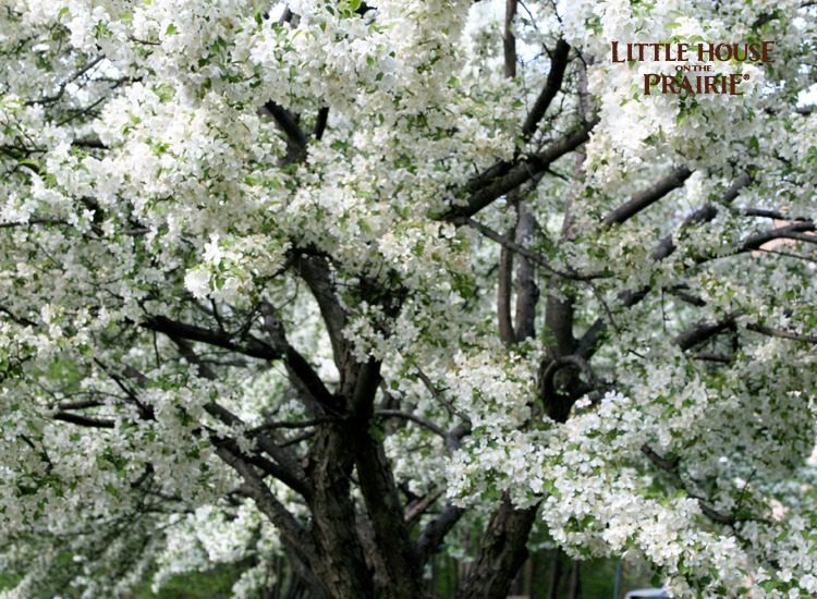 Apple blooms on a mature tree will delight you in the spring!