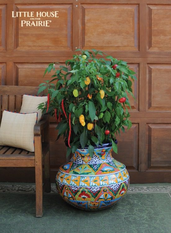 Gorgeous peppers grow together in this container for beautiful accent colors for your home.
