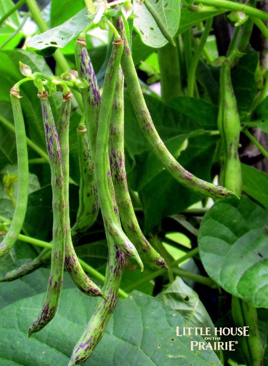 Heirloom plants like these rattlesnake beans can provide extra interest to the garden spaces around your home.