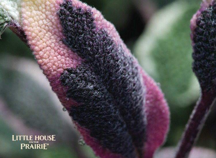 Tri-color sage lends gorgeous accents of color to the herb garden.