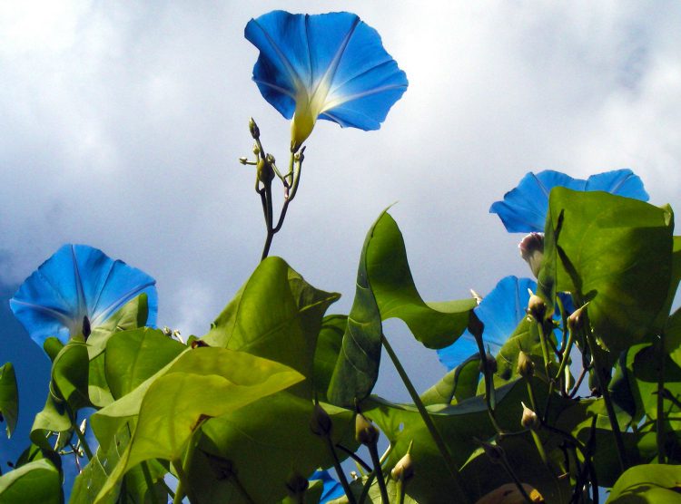 Morning Glories were mentioned in more than one of the books Laura Ingalls Wilder wrote. 